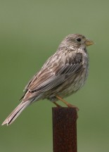 Triguero